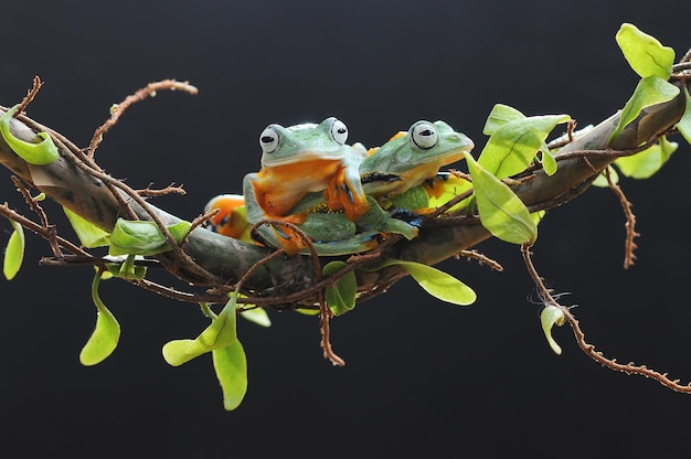 frog perched on leaf root