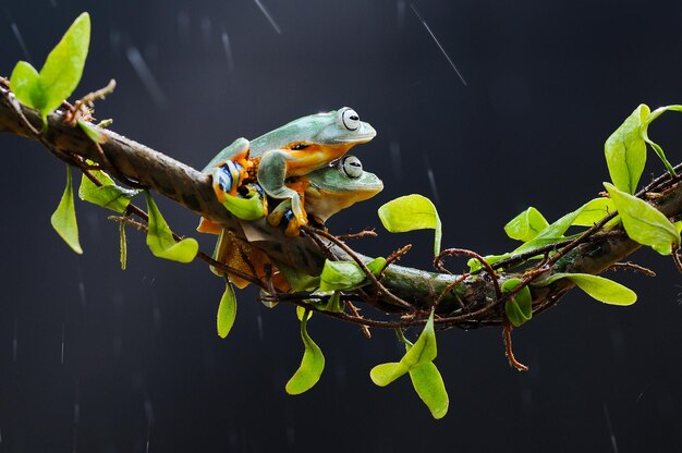 frog perched on leaf root