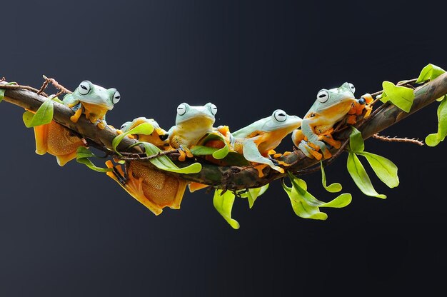 frog perched on leaf root