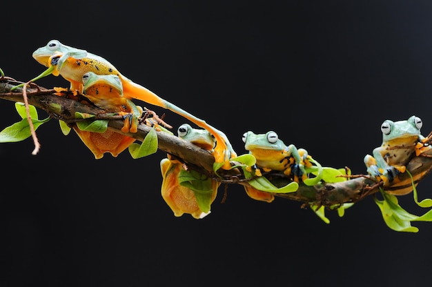 frog perched on leaf root