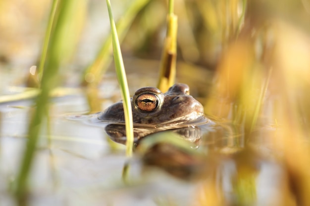 Frog in a pond during mating season