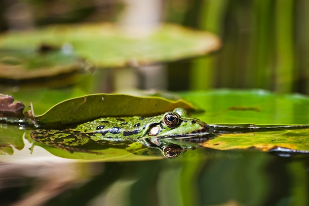 Frog in the pond