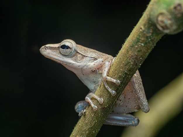 Frog ready to jump