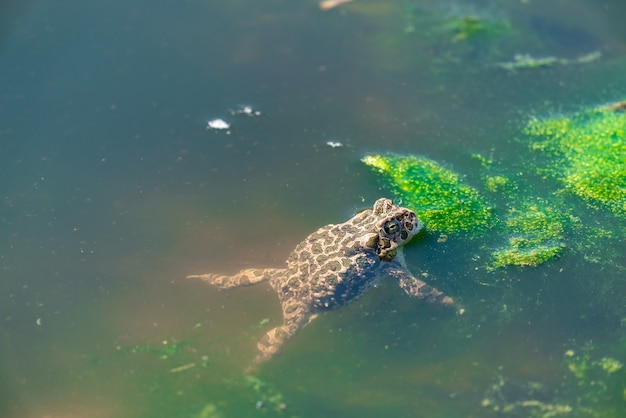 Frog relax in the swamp