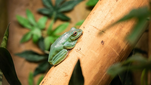 写真 食べる機会を待っている葉の上で休んでいるカエル、信じられないほどの野生生物
