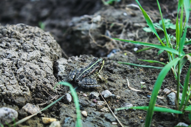 Frog next to the river