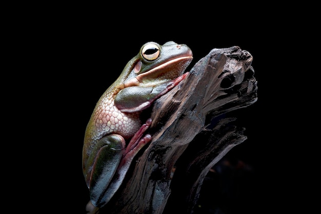 A frog sits on a branch in front of a black background.