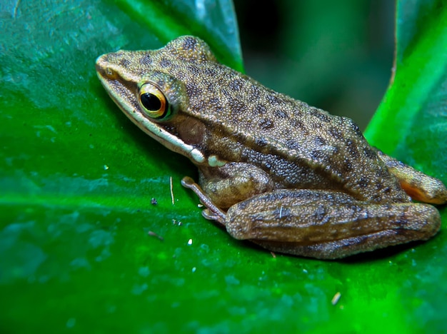 A frog sits on a green leaf with a green background.