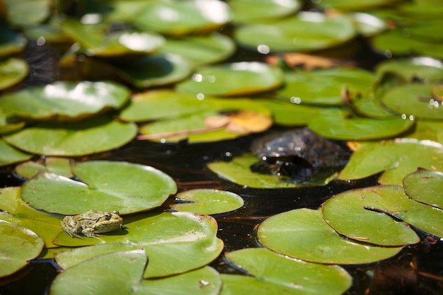 A frog sits on the leaves of a water lily in a japanese\
garden