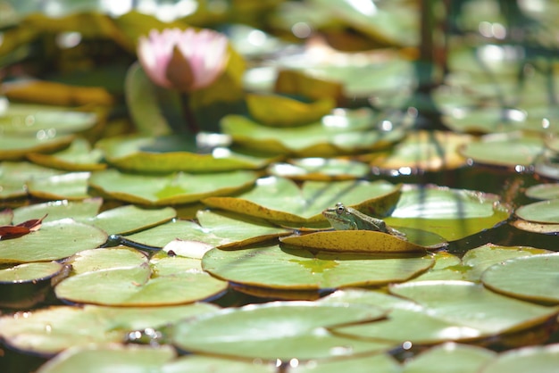 A frog sits on the leaves of a water lily