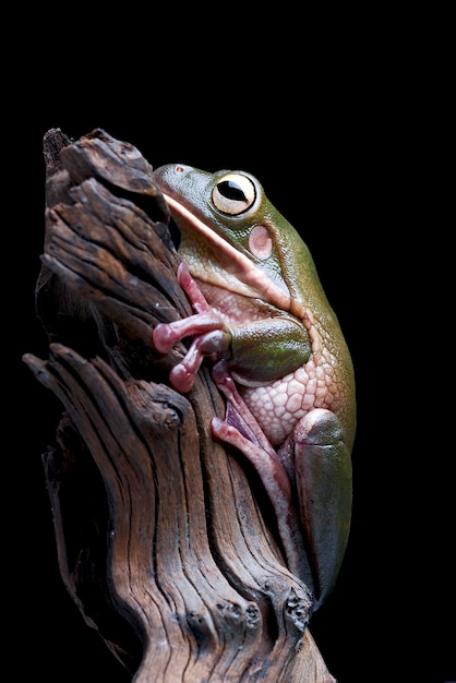 Photo a frog sits on a log with its tongue out.