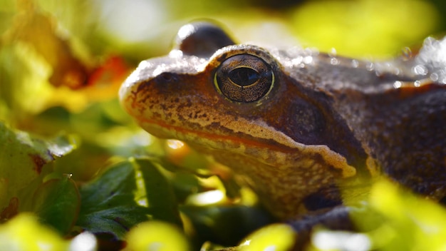 Лягушка сидит в пруду с зелеными листьями и надписью "лягушка" сверху
