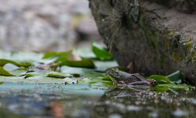 Frog sitting on a leaf in a pond