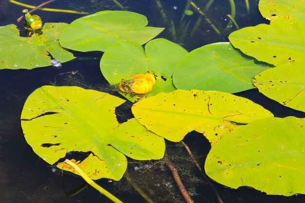 水の花の上に座っているカエル