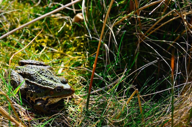 Frog sitting