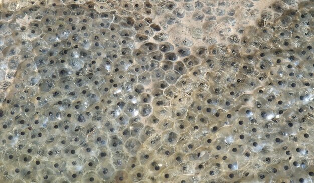 frog spawn closeup