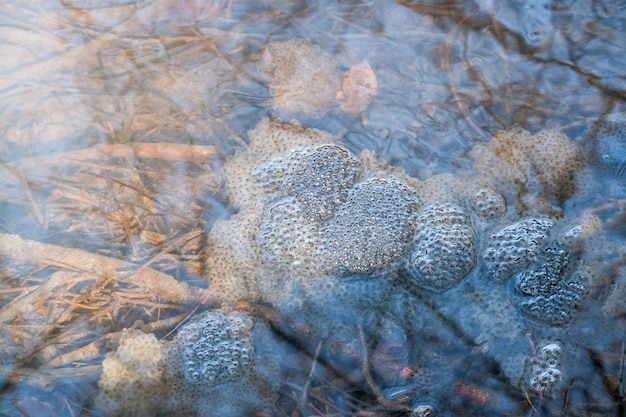 frog spawn in a pond