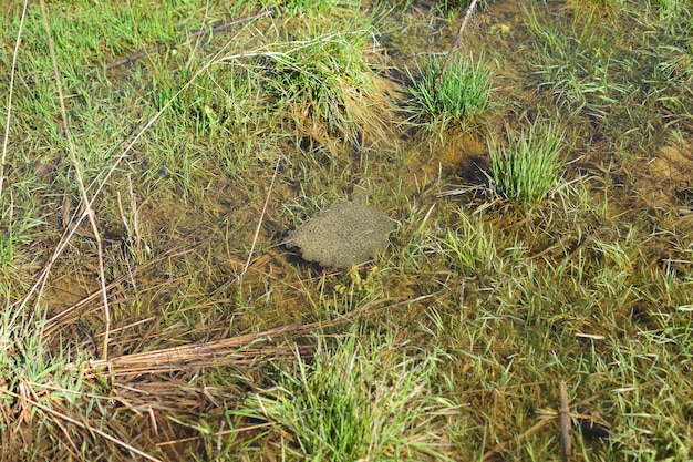 Photo frog spawn of rana temporaria common frog egs