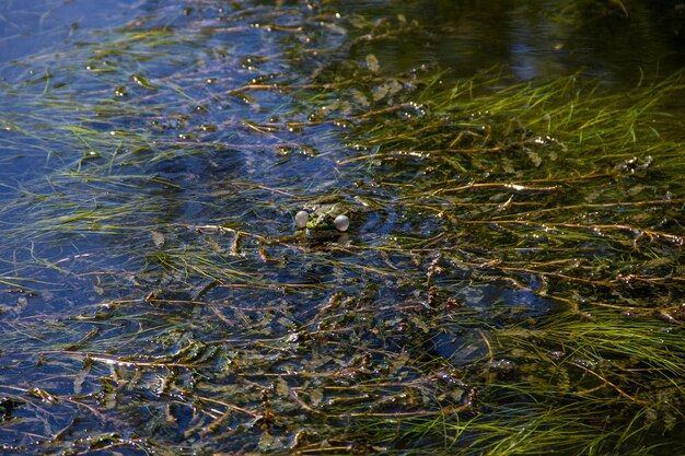 Photo frog in swamp