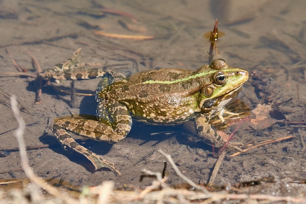 The frog swims on the pond. In the spring, our ponds and lakes are filled with the loud croaking of frogs, which are mating at this time. Thus, they are looking for a partner for themselves.