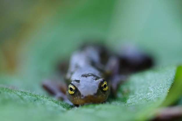 Frog tadpole posing on a green leaf