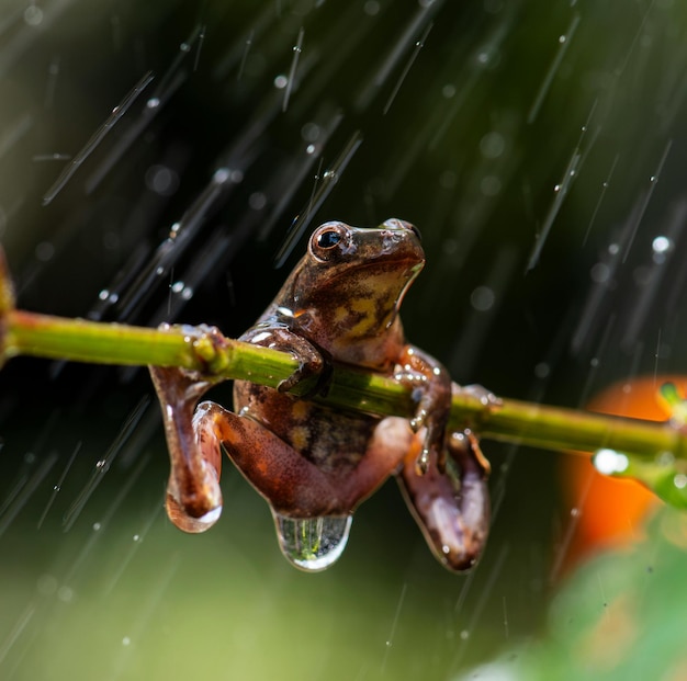 Foto una rana che è seduta su una pianta