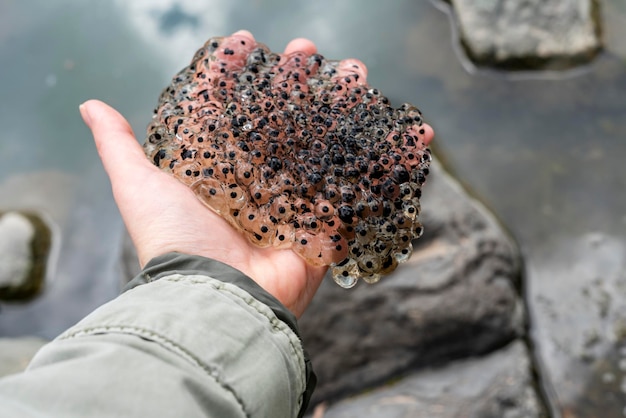 Frog or toad eggs laying in human hand against water in mating\
season of amphibians ecology zoology