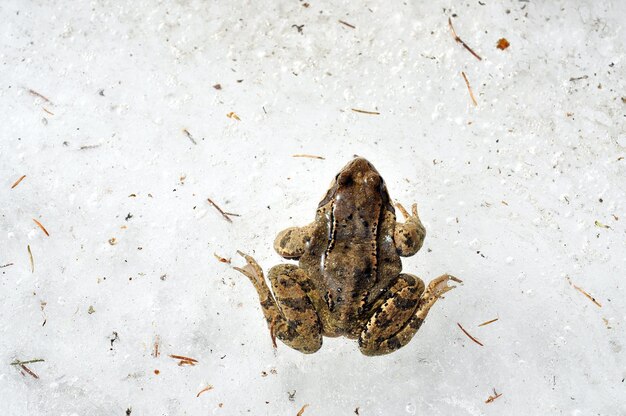 Photo frog trapped in ice european common grass frog stuck in ice during winter