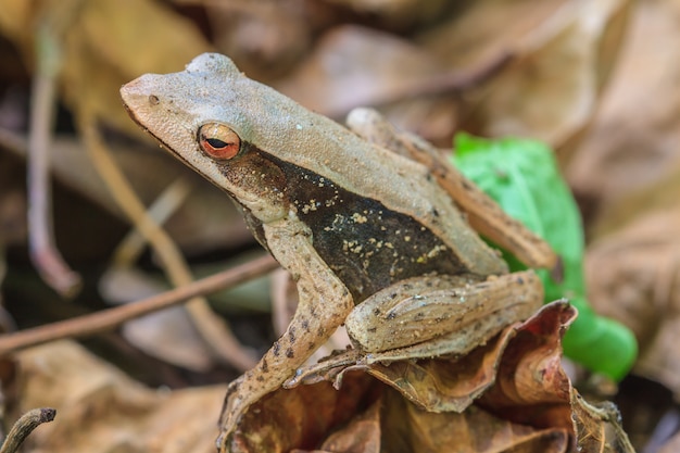 Frog on a tree