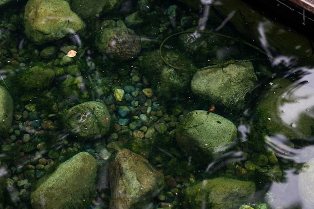 Foto rana nell'acqua intorno al muschio