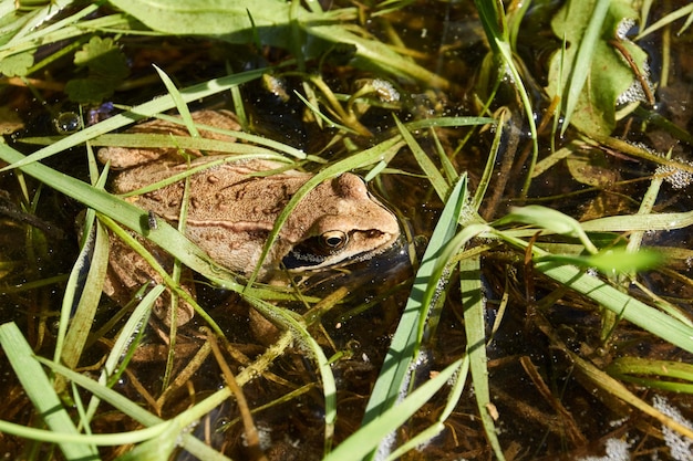 Frog in the water in a flood meadow in the floodplain of the river. Reflection in the water.