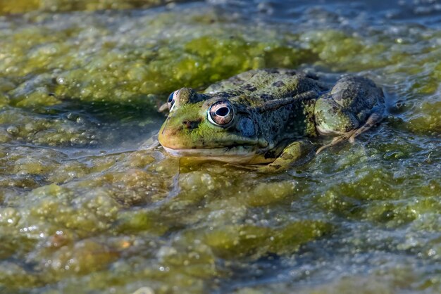 ラグーンの水の中のカエル