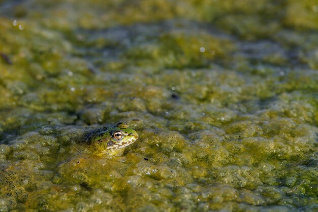 ラグーンの水の中のカエル