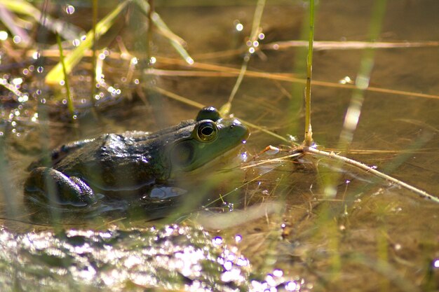 Photo frog in water at lakeshore