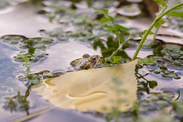 Frog in the water poking its head out of the water