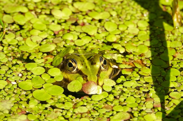 Frog in water in summer