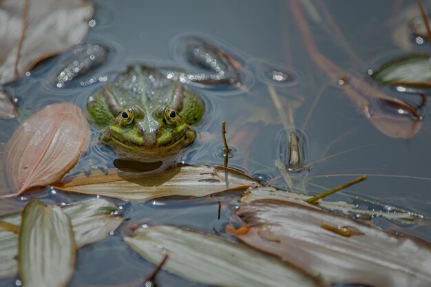 Foto rana in acqua con piante marine