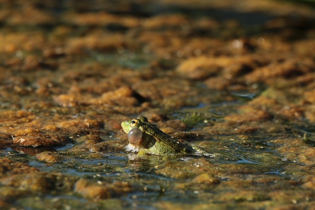 Photo frog in water