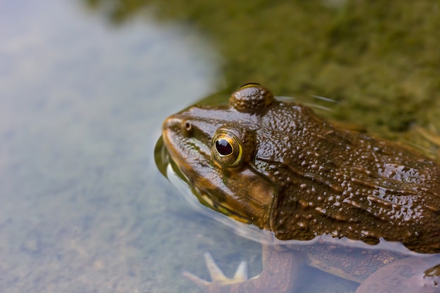 Frog in the water