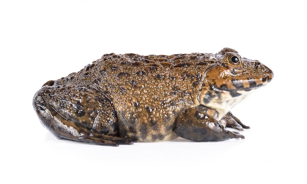 Frog on white background