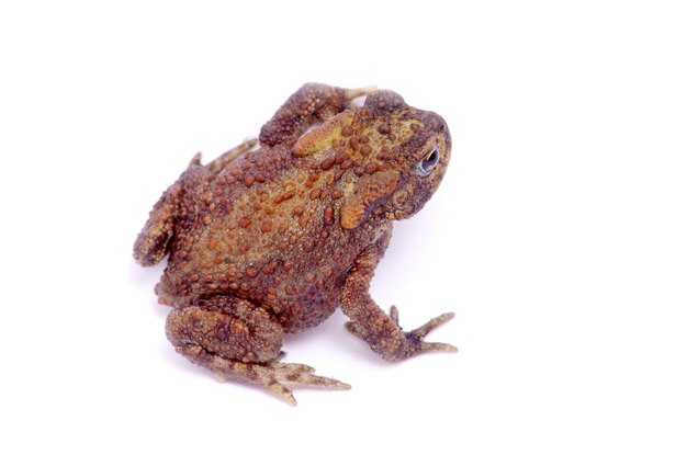 Frog on a white background