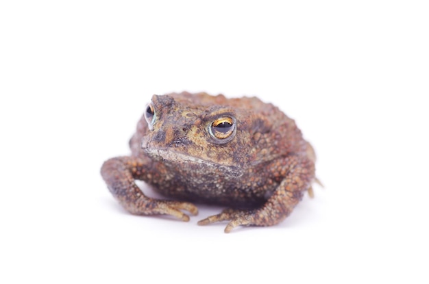 Frog on a white background