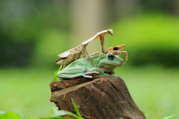 カマキリとカエル