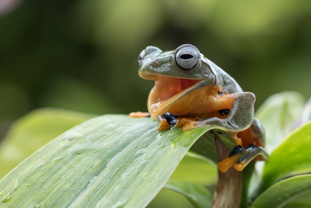 A frog with smiling face on a leaf