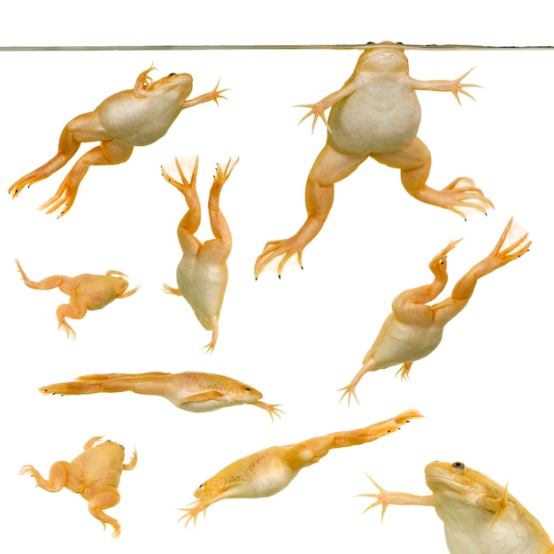 Frog - Xenopus laevis  isolated