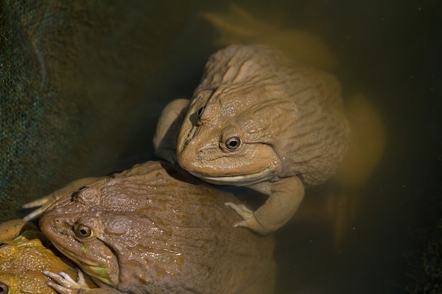 Frogs are found in a pond in a frog farm in Thailand