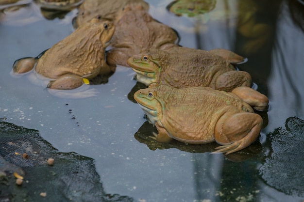 Frogs are found in a pond in a frog farm in Thailand