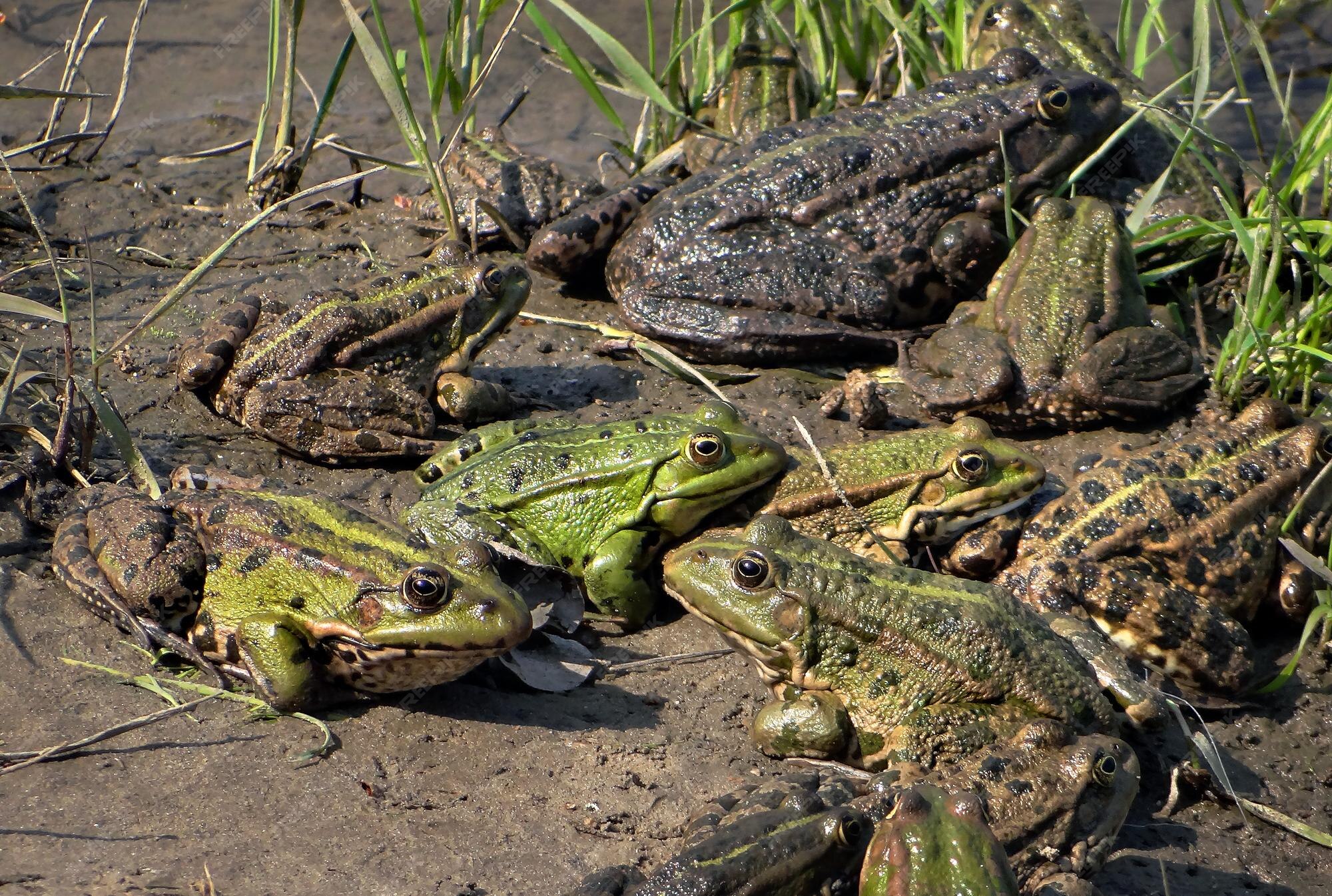 Premium Photo | Frogs are among the species of frogs that are poisonous