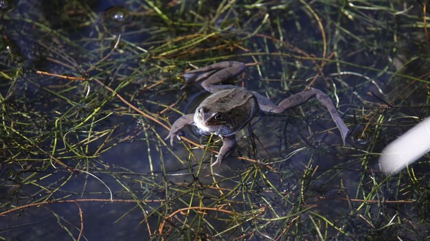 사진 영국 연못에서 번식하는 개구리