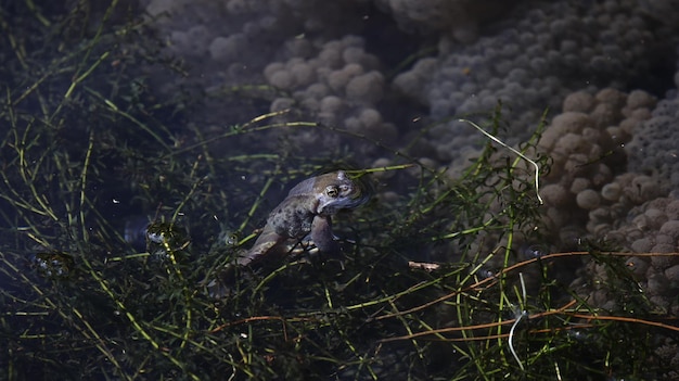 Photo frogs breeding in a uk pond